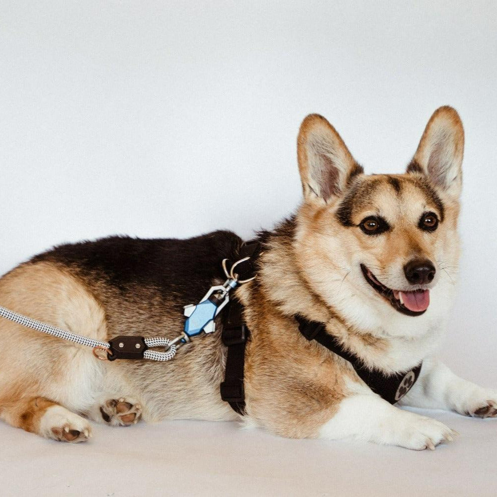 Patented Magnetic Dog Leash - One-Hand Connect & Release