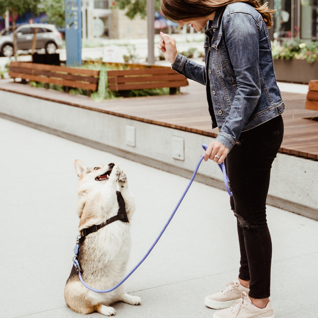 Patented Magnetic Dog Leash - One-Hand Connect & Release